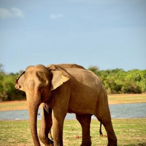 udawalawe safari