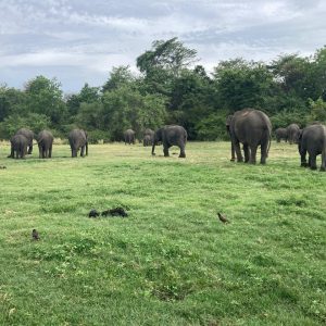 udawalawe national park safari